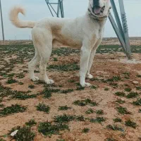 واگذاری 11ماهه