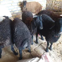 بره نر جهت قربانی در هر وزنی که بخاید