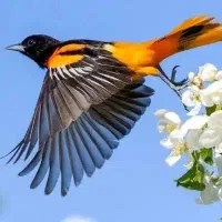 یه پرنده داخل قلعه تل پیدا شد