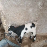بز و بزغاله