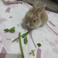 جوجه خرگوش پشمالو