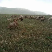 ۶۲عددبره ۴۵نر۱۵ماده