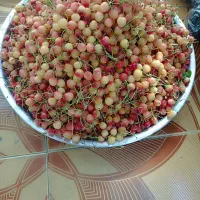 گیلاس عسلی در محمدشهر