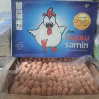 کتف وبال ممتاز فی 250