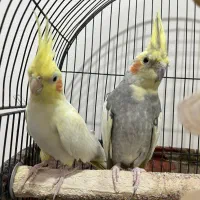 عروس هلندی