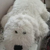 سگ پشمالو سایز بزرگ نوعه نو