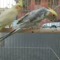 عروس هلندی سخنگو ورام دستی