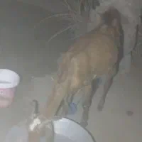 بز فروشی