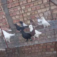 تعدادی کفتر