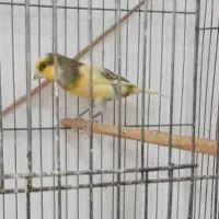 قناری نر ماده