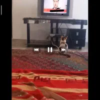 واگذاری رایگان موقت گربه DHS