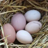 جوجه محلی 45روزه