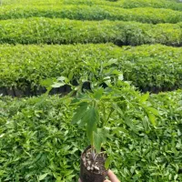 نشاء گوجه