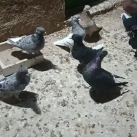 کبوتر.کفتر