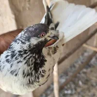 جوجه کفتر پرشی دم سفید