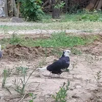 کبوتر شازده سیاه نر و ماده در کهریزک شکرآباد