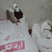 قوطی ماده  گرفتنی