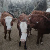 گوساله سمینتال