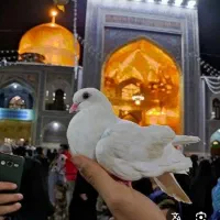 بدون پیش پرداخت راهی زیارت بشو() باب رضا