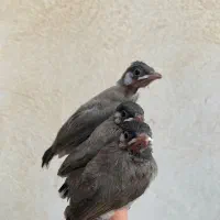 جوجه قناری