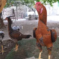 خروس لاری کلنگی