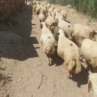 گوسفندمیش