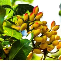 پسته (کالک) پسته (تر)