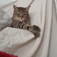 گمشده گربه نر عقیم۶سالهdsh