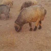 قوچ.