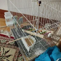 مرغ عشق|پرنده|ساری, |دیوار