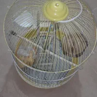 قفس پرنده سالم