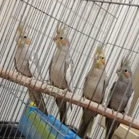 طوطی عروس هلندی