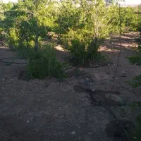 باغ در روستای اندیس