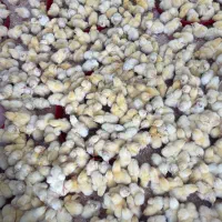 فروش جوجه یک روزه گوشتی