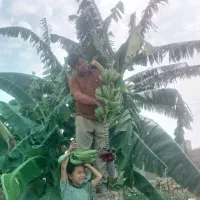 درخت موز