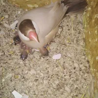 فنج نرگسی
