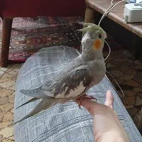 جوجه عروس یه ماهه