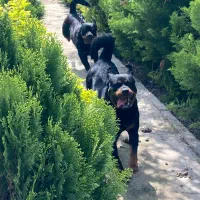 روتوایلر خالص مناسب نگهبانی و خانواده