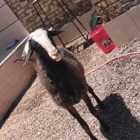 گوسفند نر چاق و چله گوشتی جهت نگهداشت