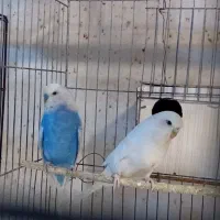مرغ عشق انگلیسی با چهارتا جوجه زیرش