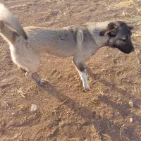 سگ پژدر  اصیل