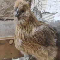 فروش مرغ و خروس نژاد دار