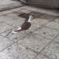 دوبال
