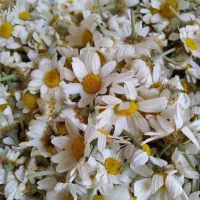گل بابونه معطر و طبیعی