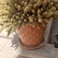 کاکتوس