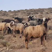 میش ترکی