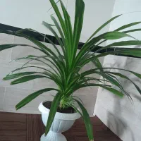 گل پاندانوس