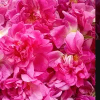 گل محمدی|گل و گیاه طبیعی|اهر, |دیوار