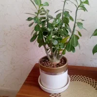 گل بن سای