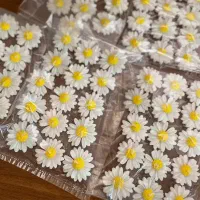 شمع بابونه